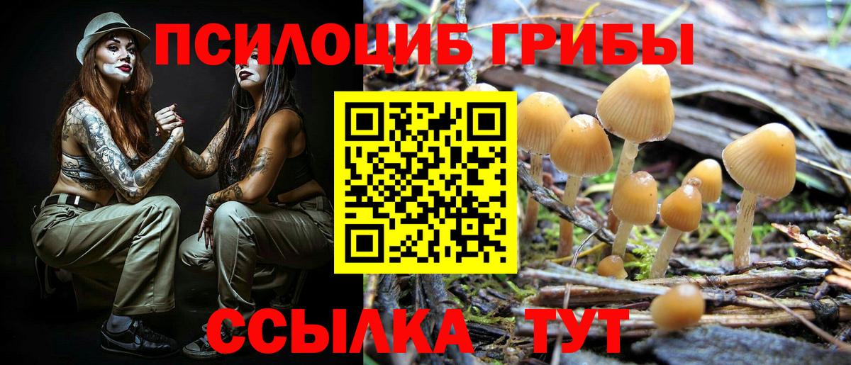 Котовск  Псилоцибиновые грибы Psilocybe  Псилоцибиновые грибы Psilocybe  Вход с VPN 